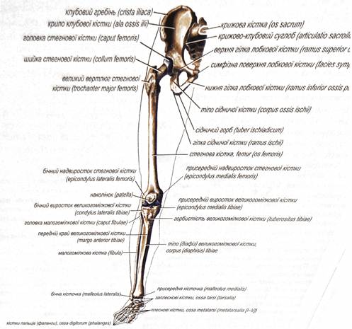 Кістки нижньої кінцівки (ossa membri inferioris), правої (вигляд спереду)