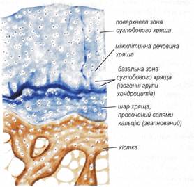 Поперечний розріз суглобового хряща (гіаліновий хрящ)